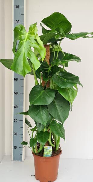 Monstera deliciosa Mosstok