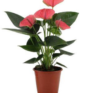 Anthurium Sweet Dream