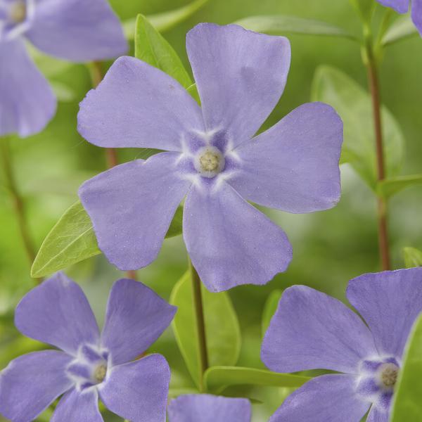 Vinca Minor