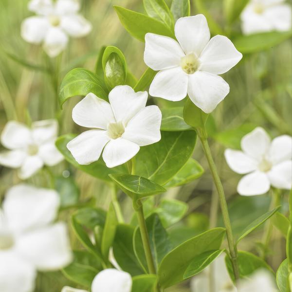Vinca Minor Alba
