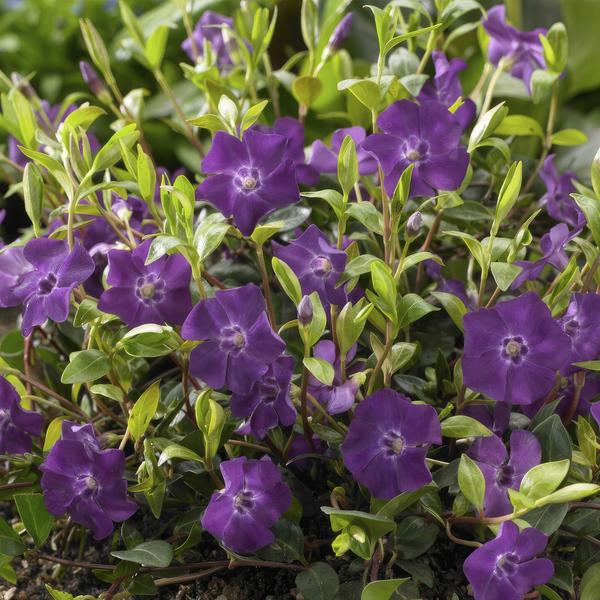 Vinca Minor Atropurpurea