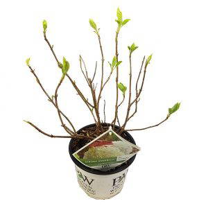 Hydrangea arborescens Strong Annabelle