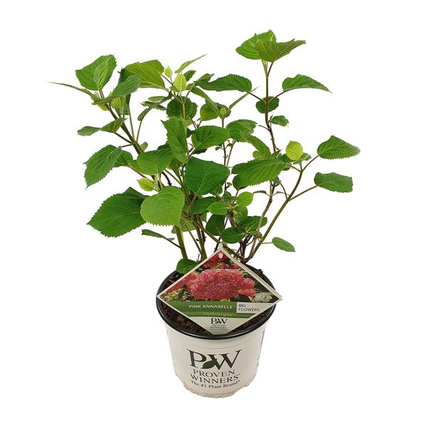 Hydrangea arborescens Pink Annabelle