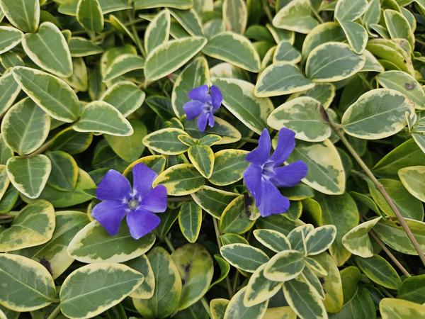 Vinca Minor Aureovariegata
