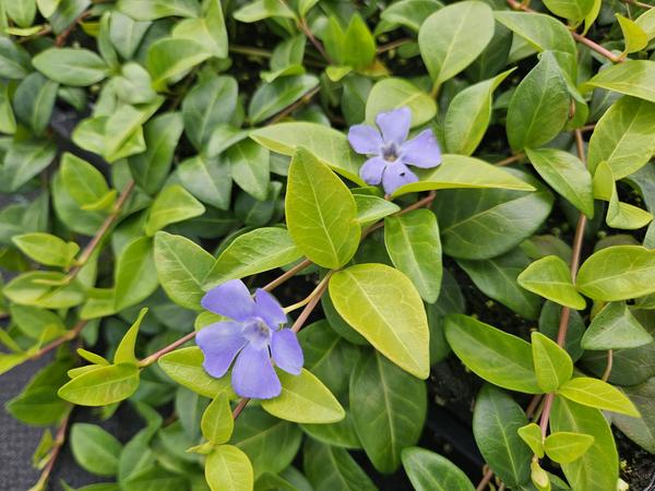 Vinca Minor La Grave