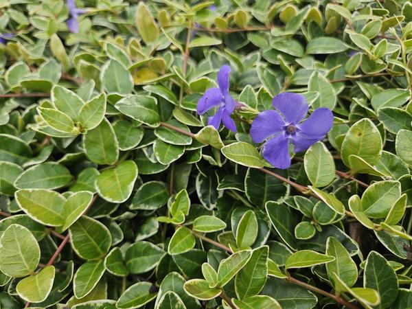 Vinca Minor Argenteovariegata