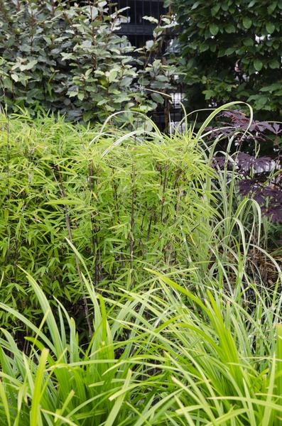 Carex morrowii Irish Green