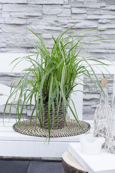 Carex Morrowii Ice Dance