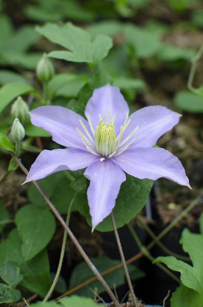 Clematis Justa