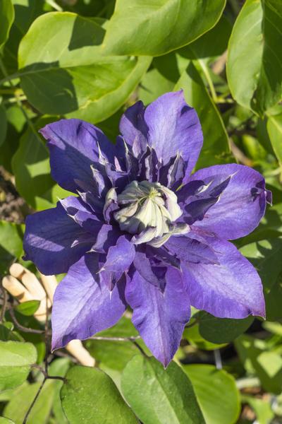 Clematis Multi Blue