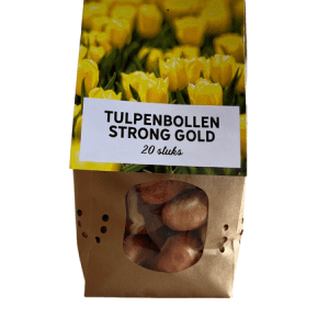 Tulipa Strong Gold – 20 Stuks