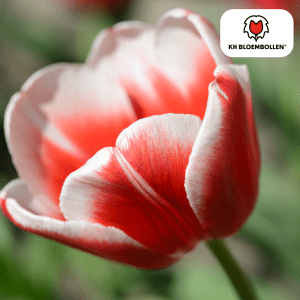 Tulipa Candy Apple Delight - 20 Stuks