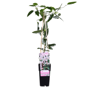 Clematis armandii Apple Blossom