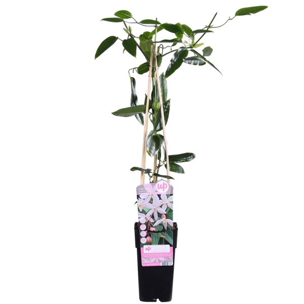 Clematis armandii Apple Blossom