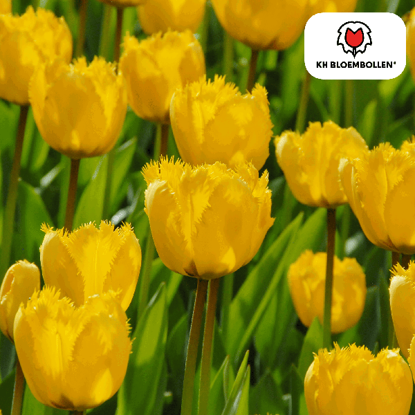 Tulipa Sun Frillz – 20 Stuks