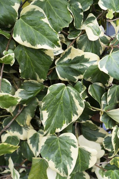 Hedera colchica Dentata Variegata