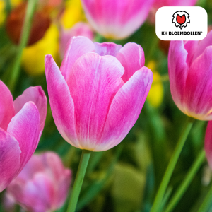 Tulipa Dynasty 20 Stuks