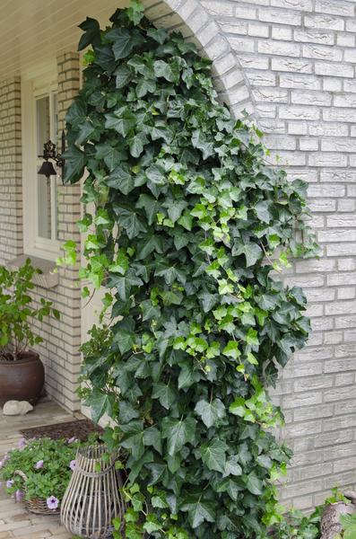 Hedera helix