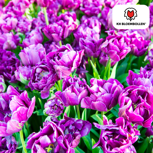 Tulpenbollen Double Flag – 20 Stuks