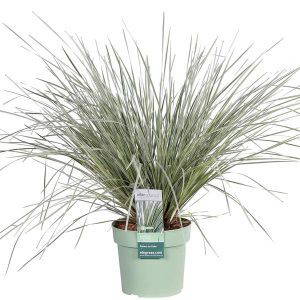 Lomandra longifolia White Sands