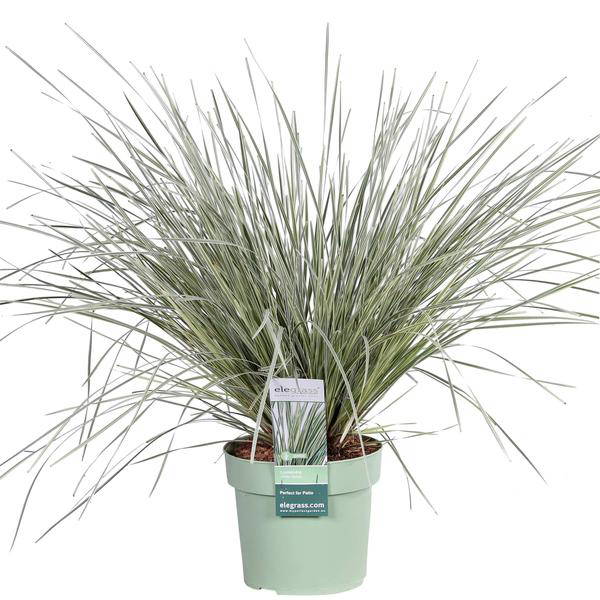 Lomandra longifolia White Sands