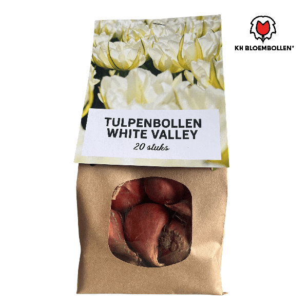 Tulipa White Valley 20 Stuks