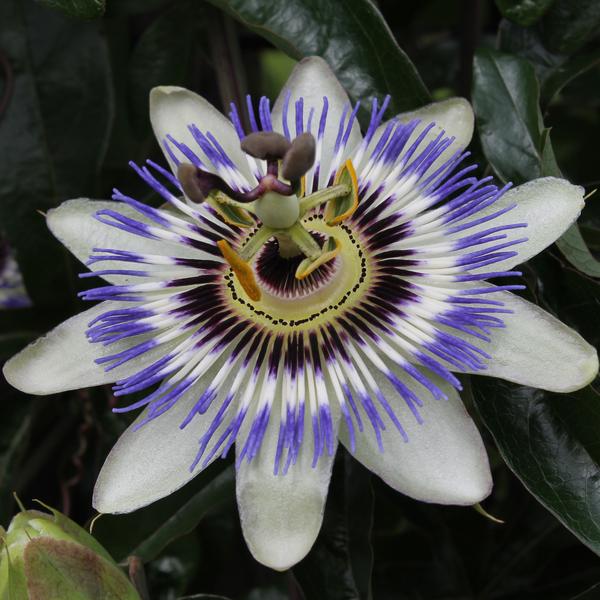 Passiflora Caerulea Blauw