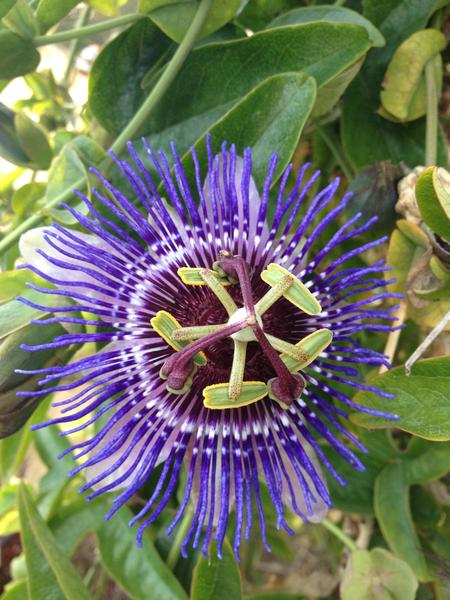 Passiflora Purple Haze
