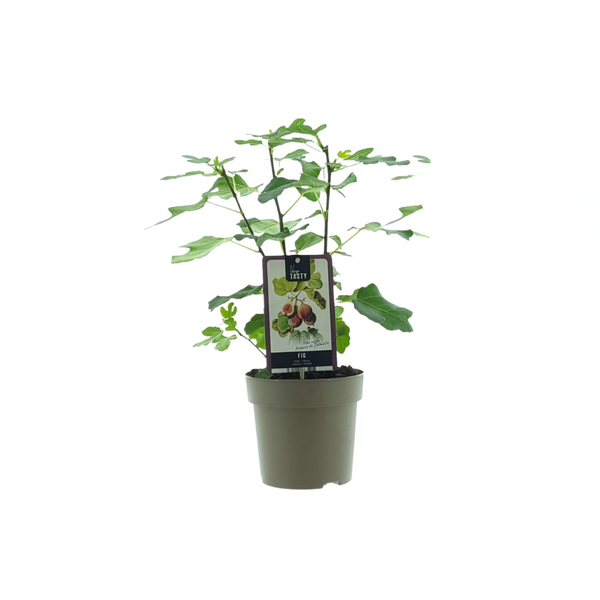 Ficus Precose De Dalmatie