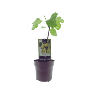Ficus Panachee