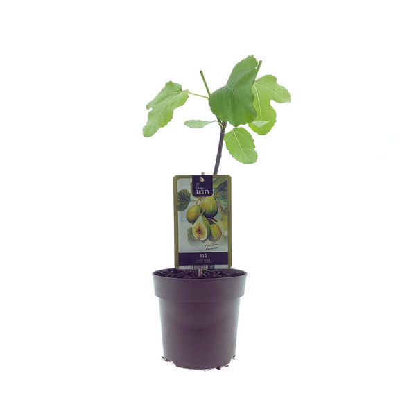 Ficus Panachee