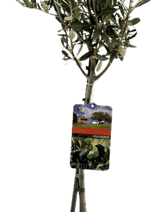 Olea Europaea op Stam