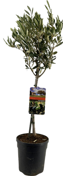 Olea Europaea op Stam