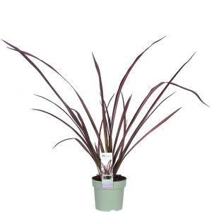 Phormium Pink Flamingo
