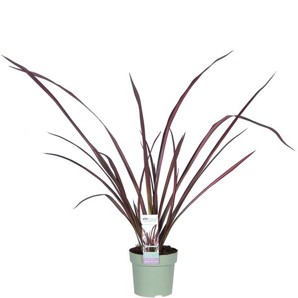 Phormium Pink Flamingo