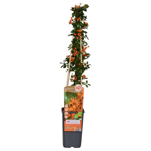 Pyracantha Soleil dOr