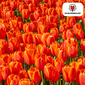 Tulpenbollen Dafeng