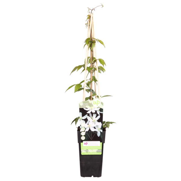 Clematis Montana Grandiflora