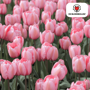 Tulipa Apricot Delight 20 Stuks