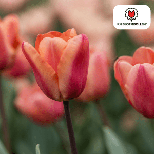 Tulipa Apricot Foxx 20 Stuks