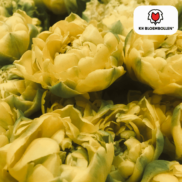 Tulipa Avant Garde – 20 stuks