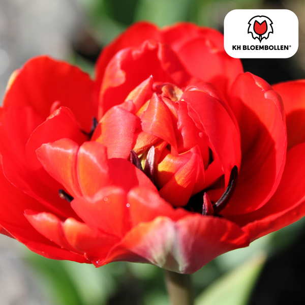 20 Stuks Tulipa Bombastic Red