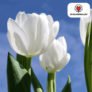 Tulipa Catherina