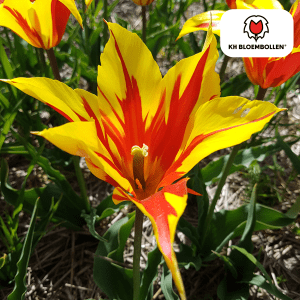 Tulipa Fire Wings 20 Stuks