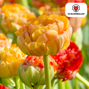 Tulipa Gudoshnik Double 20 Stuks
