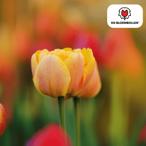 Tulipa Icoon 20 Stuks