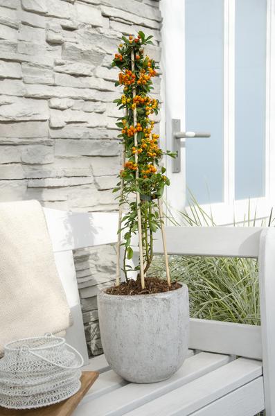 Pyracantha Orange Glow
