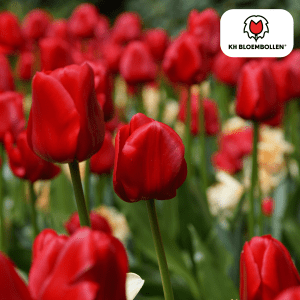 Tulipa Ile de France – 20 Stuks