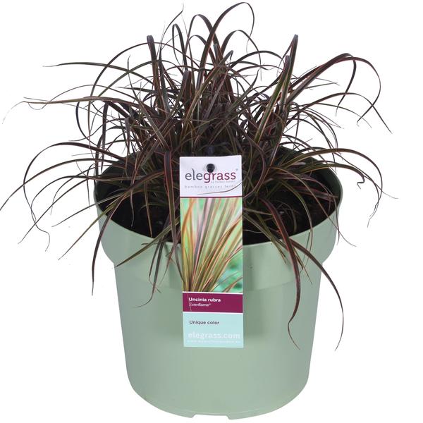 Uncinia rubra Everflame