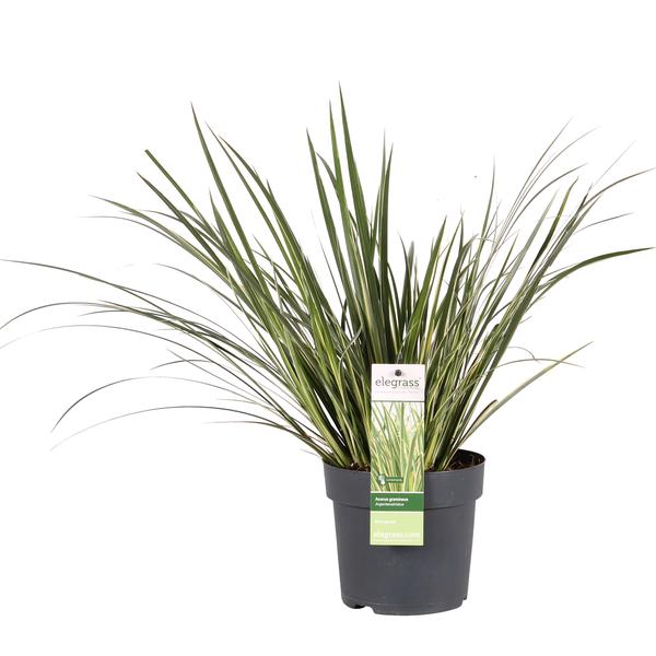 Acorus gramineus Argenteostriatus